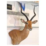 African Impala Shoulder Mount Taxidermy