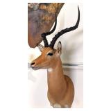 African Impala Shoulder Mount Taxidermy
