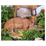 Laying Chobe Bushbuck Full Body Taxidermy Mount on