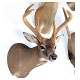 Full Velvet Drop Tine 8 Point Whitetail Taxidermy