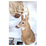 8 Point Whitetail Deer Taxidermy Shoulder Mount