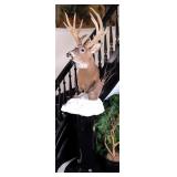 Over 200 Score 18 Point Non-Typical Whitetail Deer