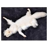 Tanned Arctic Fox Pelt