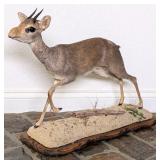 KirkÕs Dik-Dik Full Body Taxidermy Mount on Habita