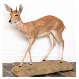 Steenbok Full Body Taxidermy Mount on Habitat Base