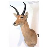 African Reedbuck Shoulder Mount Taxidermy