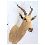 White African Blesbok Shoulder Mount Taxidermy