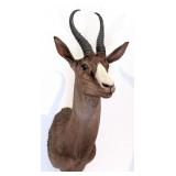 African Black Springbok Shoulder Mount Taxidermy