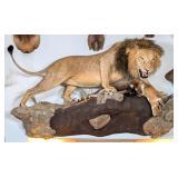 African Lion w/ Bushbuck Kill Full Body Taxidermy
