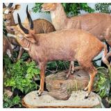 Chobe Bushbuck Full Body Taxidermy Mount on Rollin