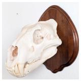 SCI BRONZE MEDAL CLASS African Lion Skull Taxiderm