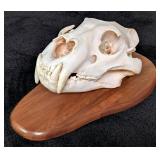 SCI BRONZE MEDAL CLASS African Lion Skull Taxiderm