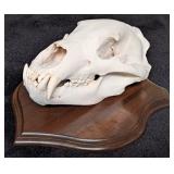 Brown Bear Skull Taxidermy Mount on European Style