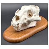 Mountain Lion / Cougar Skull Taxidermy Mount on Eu