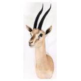 GrantÕs Gazelle Shoulder Mount Taxidermy