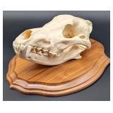 Massive Wolf Skull Taxidermy Mount on European St