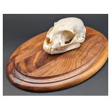 Serval Cat Skull Taxidermy Mount on European Style