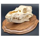 HUGE Wolf Skull Taxidermy Mount on European Style