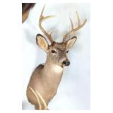 7 Point Whitetail Deer Taxidermy Shoulder Mount
