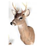 6 Point Whitetail Deer Taxidermy Shoulder Mount