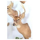 10 Point Whitetail Deer Taxidermy Shoulder Mount