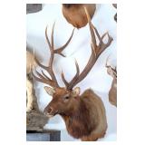 8 x 8 Non-Typical Bull Elk Taxidermy Shoulder Moun