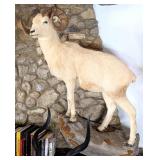 Dall Sheep Full Body Taxidermy Wall Mount on Habit