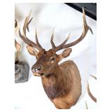 7 x 6 Bull Elk Taxidermy Shoulder Mount