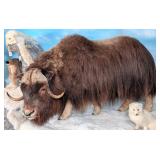 Barren Ground Arctic Musk Ox Full Body Taxidermy M