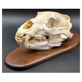 Brown Skull Taxidermy Mount on European Style Wood