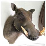 African Warthog Shoulder Mount Taxidermy