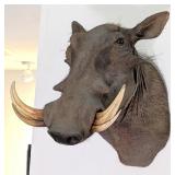 African Warthog Shoulder Mount Taxidermy