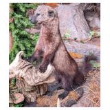 Fisher Full Body Taxidermy Mount on Driftwood and