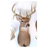 11 Point Whitetail Deer Shoulder Mount Taxidermy