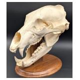 Romanian Brown Bear Skull on Pedestal Base