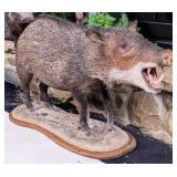 Javelina Full Body Taxidermy Mount on Wood & Habit