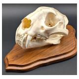SCI SILVER MEDAL CLASS African Leopard Skull Taxid