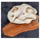 SCI GOLD MEDAL CLASS African Lion Skull Taxidermy