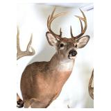 8 Point Whitetail Deer Shoulder Mount Taxidermy