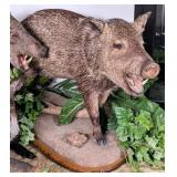 Javelina Full Body Taxidermy Mount on a Wood & Hab