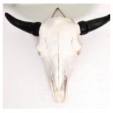 American Bison Skull Taxidermy Mount