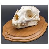 Mountain Lion / Cougar Skull Taxidermy Mount on Eu