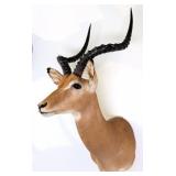 African Impala Shoulder Mount Taxidermy