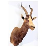 African Bontebok Shoulder Mount Taxidermy INDIANA
