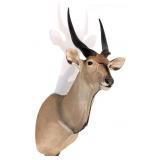 African Eland Shoulder Mount Taxidermy