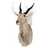 African Eland Shoulder Mount Taxidermy