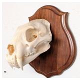 SCI SILVER MEDAL CLASS African Leopard Skull Taxid