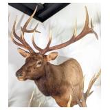 6x7 Bull Elk Shoulder Mount Taxidermy