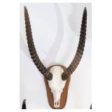Red Lechwe Skull Taxidermy Mount INDIANA RESIDENTS