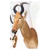 African Red Hartebeest Shoulder Mount Taxidermy